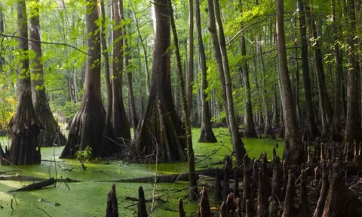 Great Dismal Swamp (Suffolk, VA)